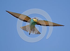 Bee-eater (Merops apiaster)