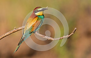 Bee-eater, Merops apiaster. The most colorful bird of Eurasia. Bird caught prey