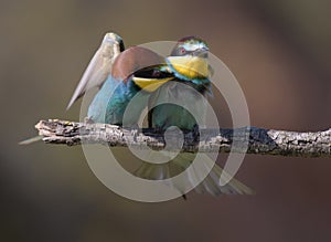 Bee Eater Mr & Mrs cuddle up
