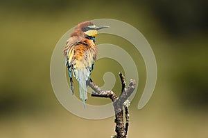 bee-eater on the perch in spring