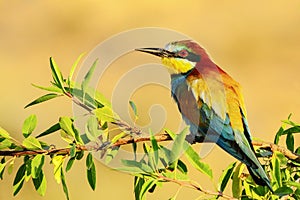 Bee-eater perched on a branch, with an insect in its beak.