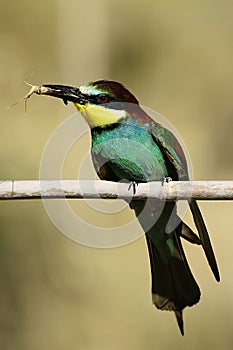 Bee-eater perched on a branch, with an insect in its beak.