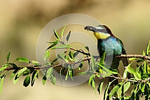 Bee-eater perched on a branch, with an insect in its beak.