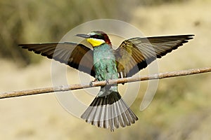 Bee-eater perched on a branch, with an insect in its beak.