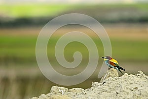 Bee-eater perched on a branch, with an insect in its beak.