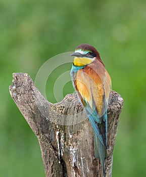 Bee eater perched on tree stump Merops apiaster