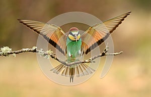 bee-eater perches on the branch with open wings photo