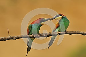 Bee eater