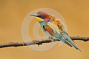 Bee eater
