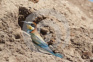 Bee-eater