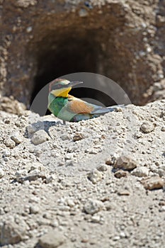 Bee-eater