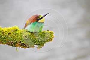 Bee-eater resting on a pole, having a break, watching and observing.