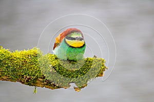 Bee-eater resting on a pole, having a break, watching and observing.
