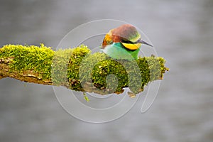 Bee-eater resting on a pole, having a break, watching and observing.