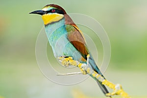 Bee-eater sits on a beautiful mossy branch