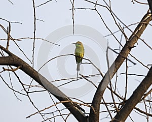 A bee-eater is sitting in a branch