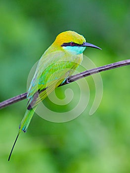 Bee-eater sitting on a branch