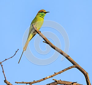 A bee-eater is sitting in a branch