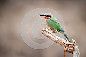 White-fronted bee-eater - Merops bullockoides