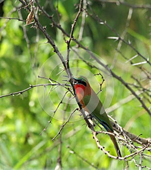 Bee-eater on a thorny tree branch