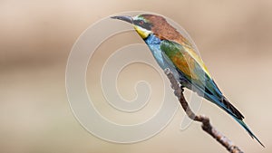 Bee-eater on Tree Branch