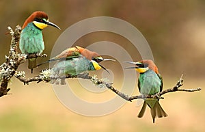 bee eaters 