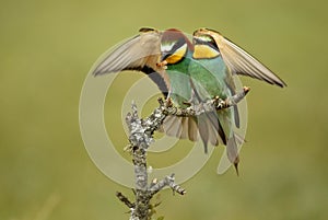 Bee-eaters on a branch