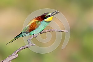 Bee eaters catching bee