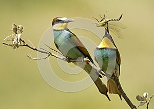 Bee eaters eating a dragonfly