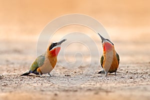 Bee-eaters on the gravel road. White-fronted bee-eater, Merops bullockoides, forest in Zimbabwe , Africa.  Detail head portrait of