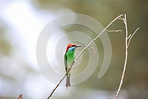 The bee-eaters are a group of non-passerine birds in the family Meropidae