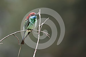 The bee-eaters are a group of non-passerine birds in the family Meropidae