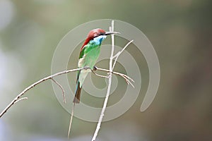 The bee-eaters are a group of non-passerine birds in the family Meropidae
