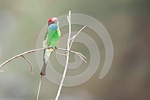 The bee-eaters are a group of non-passerine birds in the family Meropidae