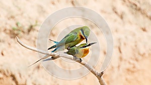 Bee-eaters in love