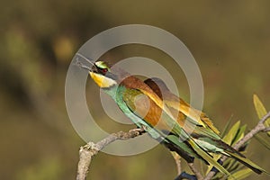 Bee Eaters photo