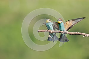 Bee-eaters with multicolored feathers sitting on the tree branch