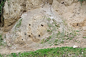 Bee-eaters`nests, Queen Elizabeth National Park, Uganda