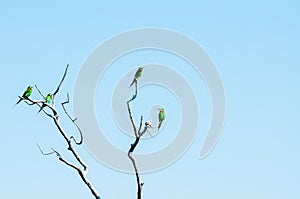 Bee-eaters or non-passerine birds sitting high on leafless tree