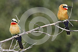 Bee-Eaters - Okavango Delta - Botswana