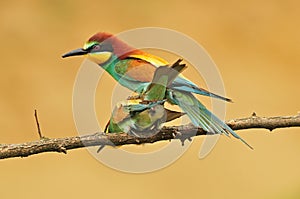 Bee eaters