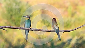 Bee-eaters with prey perch on a branch
