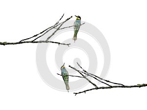 Bee-eaters sitting on a branch, isoalated on white background