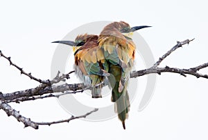 Bee eaters sitting close in cold