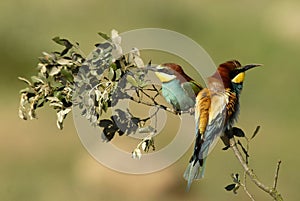 Bee-eaters in spring in the flower