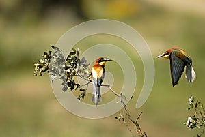 Bee-eaters in spring in the flower