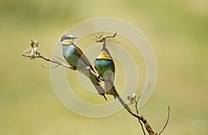 Bee-eaters in spring in the flower