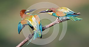 Bee eaters