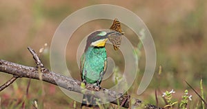 Bee eather birds standing on a branch in a windy sunny morning with a butterfly in its beak.