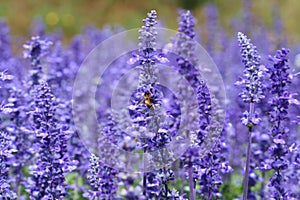 Bee eating nectar at purple little flowers garden